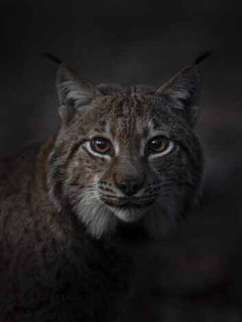 🐾 Voici Arcos.

Un lynx boréal, emblématique du massif des Vosges, devenu le symbole du fragile retour de l'espèce en France. Vincent Munier, toujours à l'affût, a eu la chance de croiser son regard.

C'est ce face-à-face chargé de sens que nous avons choisi pour la couverture de l'album Forêts. Un numéro exceptionnel consacré au travail de @vincent_munier_photographer disponible pour 12€50.

Disponible en librairie, chez vos marchands de journaux et sur boutique.rsf.org.