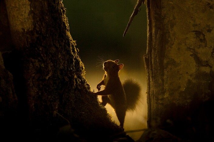 Partout dans le monde, les forêts brûlent et des écosystèmes précieux disparaissent.
Face à ces incendies, chaque geste compte. Soutenons les forêts et protégeons le vivant.

À travers ses photographies, Vincent Munier nous rappelle la beauté et la fragilité du monde sauvage. À découvrir dans le dernier album RSF.